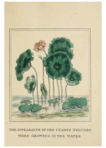 Reproducción/Reproduction 9901822813: Elements of the science of botany,. London,Printed by T. Bensley for J. Murray.1812.