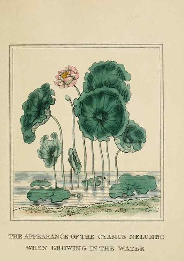 Reproducción/Reproduction 9901822813: Elements of the science of botany,. London,Printed by T. Bensley for J. Murray.1812.