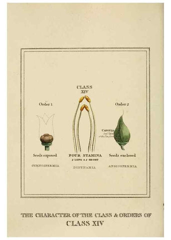 Reproducción/Reproduction 9901678695: Elements of the science of botany,. London,Printed by T. Bensley for J. Murray.1812.