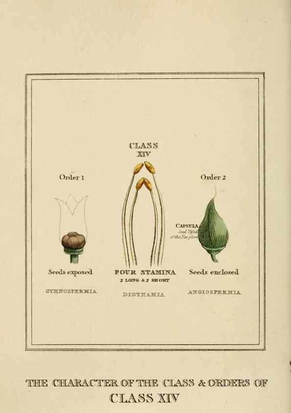 Reproducción/Reproduction 9901678695: Elements of the science of botany,. London,Printed by T. Bensley for J. Murray.1812.