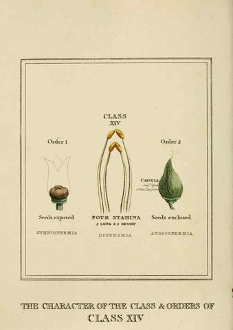 Reproducción/Reproduction 9901678695: Elements of the science of botany,. London,Printed by T. Bensley for J. Murray.1812.
