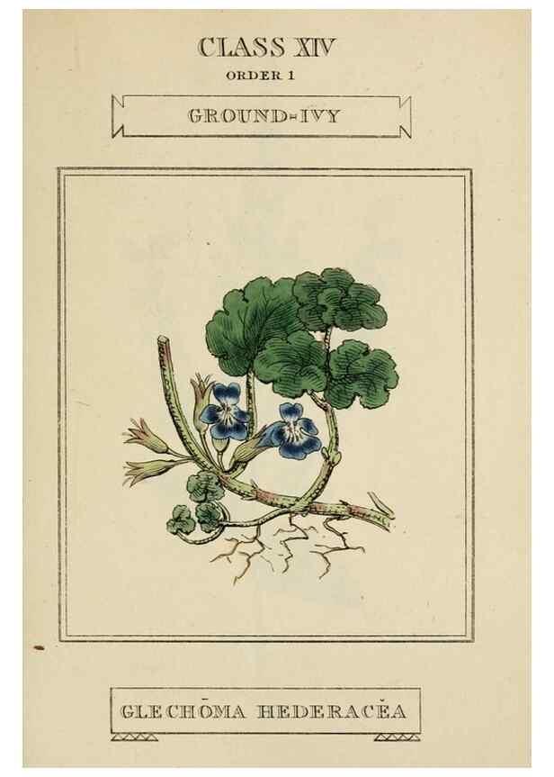 Reproducción/Reproduction 9901744586: Elements of the science of botany,. London,Printed by T. Bensley for J. Murray.1812.
