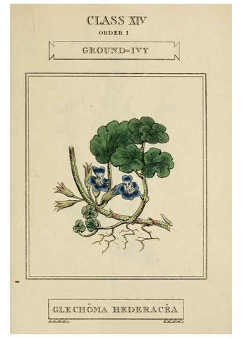 Reproducción/Reproduction 9901744586: Elements of the science of botany,. London,Printed by T. Bensley for J. Murray.1812.