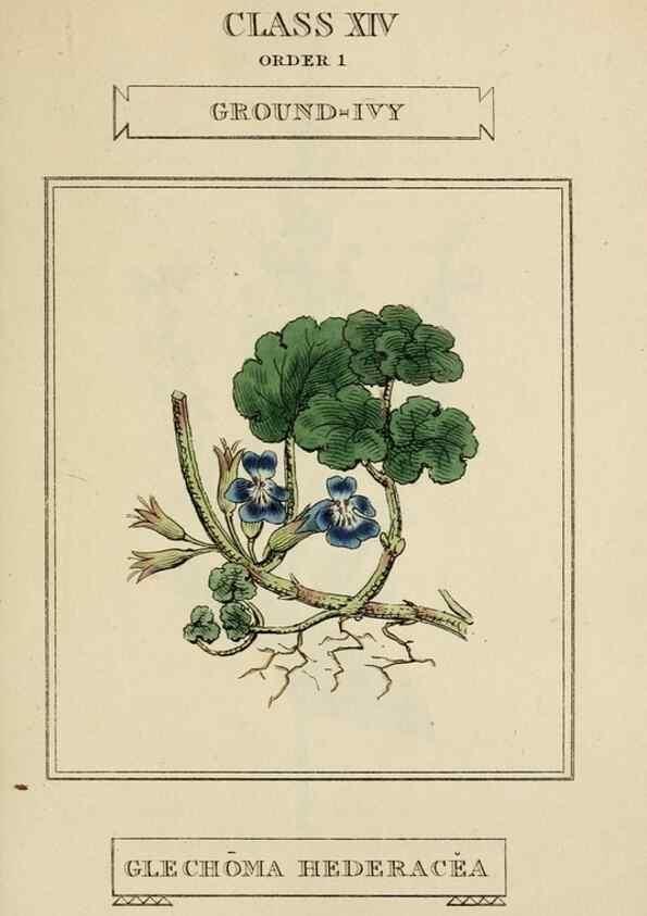 Reproducción/Reproduction 9901744586: Elements of the science of botany,. London,Printed by T. Bensley for J. Murray.1812.