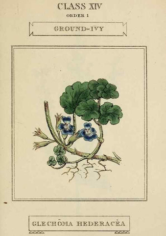 Reproducción/Reproduction 9901744586: Elements of the science of botany,. London,Printed by T. Bensley for J. Murray.1812.