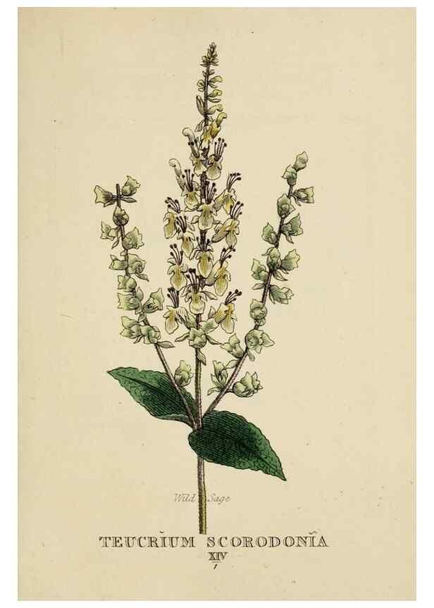Reproducción/Reproduction 9901765524: Elements of the science of botany,. London,Printed by T. Bensley for J. Murray.1812.