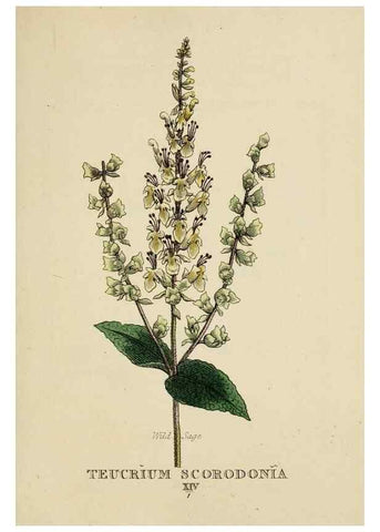 Reproducción/Reproduction 9901765524: Elements of the science of botany,. London,Printed by T. Bensley for J. Murray.1812.