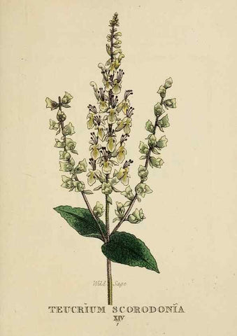 Reproducción/Reproduction 9901765524: Elements of the science of botany,. London,Printed by T. Bensley for J. Murray.1812.