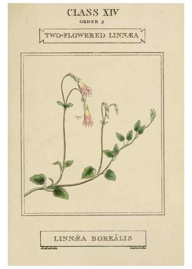 Reproducción/Reproduction 9901769604: Elements of the science of botany,. London,Printed by T. Bensley for J. Murray.1812.