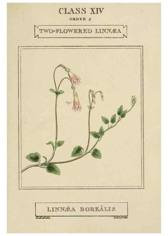 Reproducción/Reproduction 9901769604: Elements of the science of botany,. London,Printed by T. Bensley for J. Murray.1812.