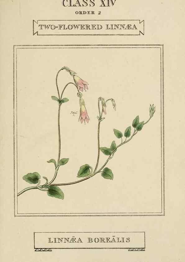 Reproducción/Reproduction 9901769604: Elements of the science of botany,. London,Printed by T. Bensley for J. Murray.1812.