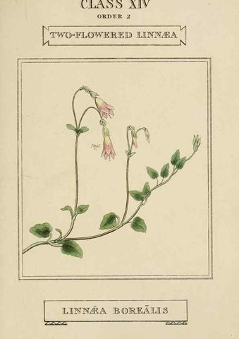 Reproducción/Reproduction 9901769604: Elements of the science of botany,. London,Printed by T. Bensley for J. Murray.1812.