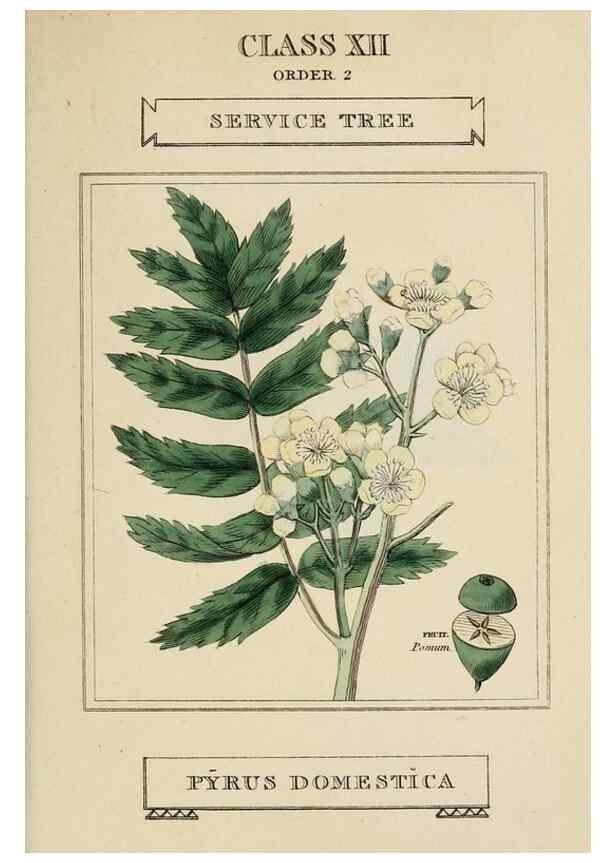 Reproducción/Reproduction 9901680544: Elements of the science of botany,. London,Printed by T. Bensley for J. Murray.1812.