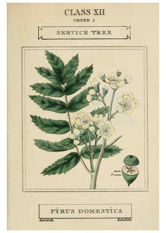 Reproducción/Reproduction 9901680544: Elements of the science of botany,. London,Printed by T. Bensley for J. Murray.1812.
