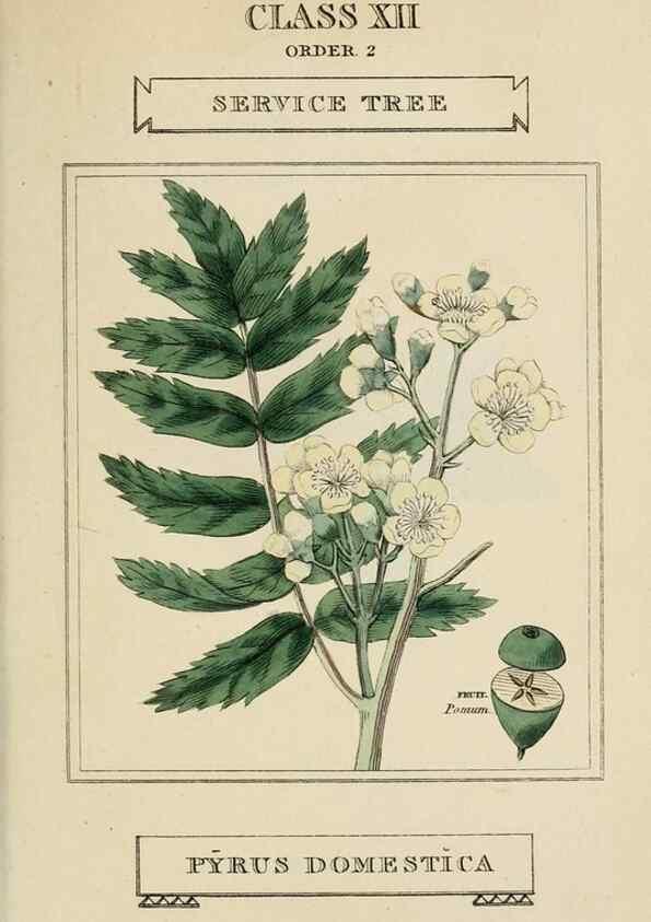 Reproducción/Reproduction 9901680544: Elements of the science of botany,. London,Printed by T. Bensley for J. Murray.1812.