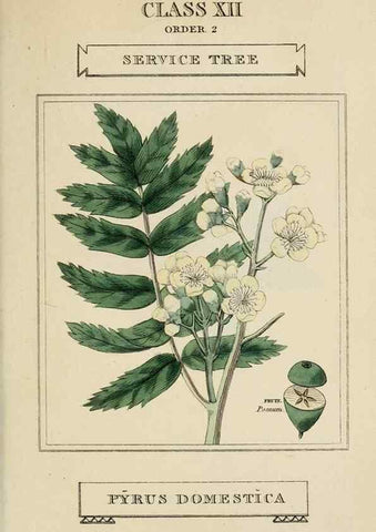 Reproducción/Reproduction 9901680544: Elements of the science of botany,. London,Printed by T. Bensley for J. Murray.1812.