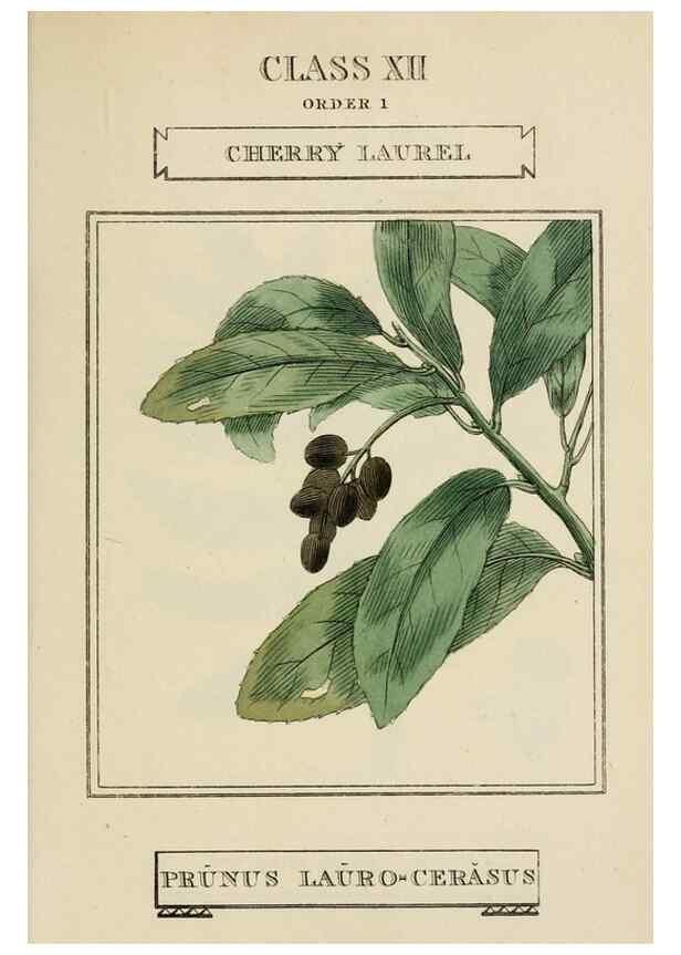 Reproducción/Reproduction 9901657846: Elements of the science of botany,. London,Printed by T. Bensley for J. Murray.1812.