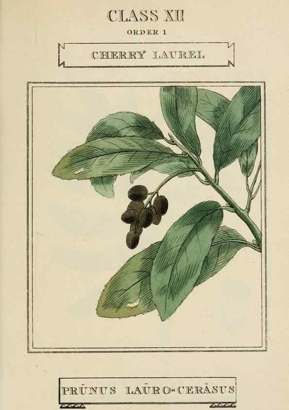 Reproducción/Reproduction 9901657846: Elements of the science of botany,. London,Printed by T. Bensley for J. Murray.1812.
