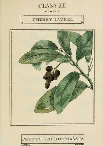 Reproducción/Reproduction 9901657846: Elements of the science of botany,. London,Printed by T. Bensley for J. Murray.1812.