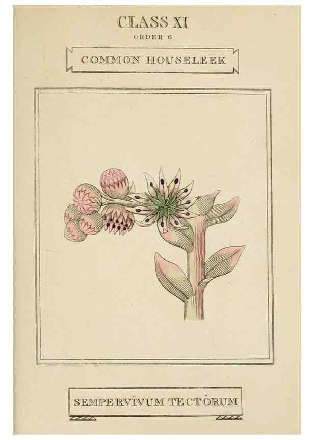 Reproducción/Reproduction 9901664614: Elements of the science of botany,. London,Printed by T. Bensley for J. Murray.1812.