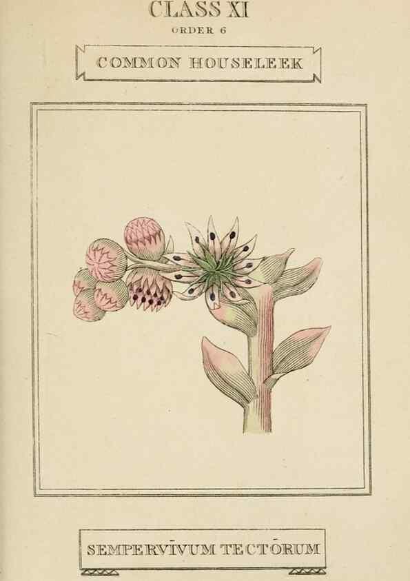 Reproducción/Reproduction 9901664614: Elements of the science of botany,. London,Printed by T. Bensley for J. Murray.1812.