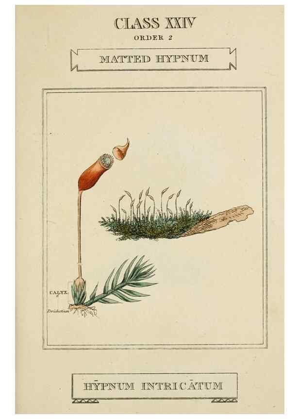 Reproducción/Reproduction 9900530804: Elements of the science of botany,. London,Printed by T. Bensley for J. Murray.1812.