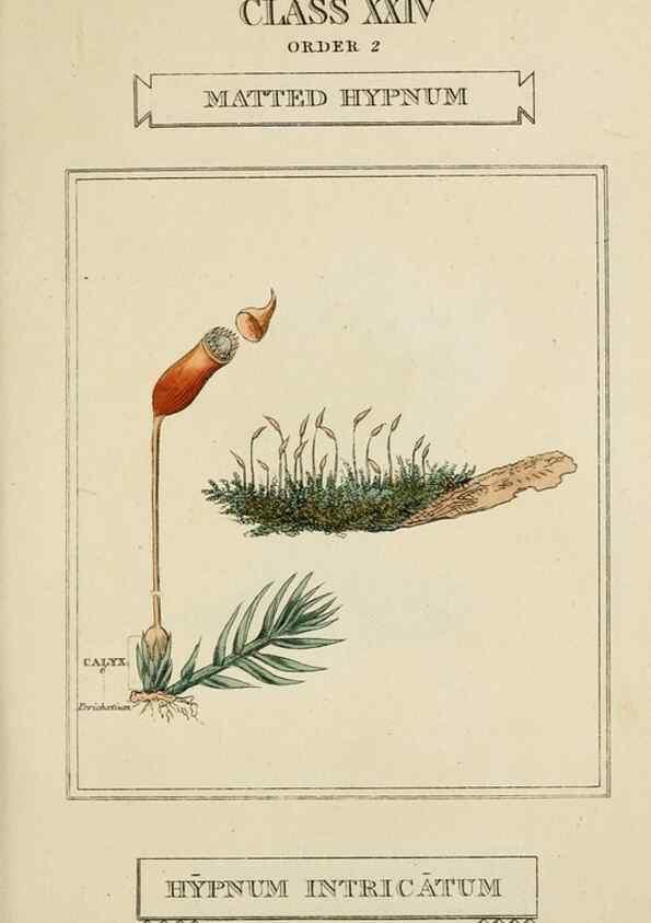 Reproducción/Reproduction 9900530804: Elements of the science of botany,. London,Printed by T. Bensley for J. Murray.1812.