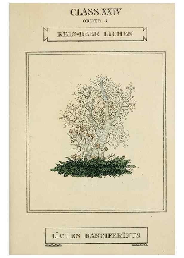 Reproducción/Reproduction 9900520296: Elements of the science of botany,. London,Printed by T. Bensley for J. Murray.1812.