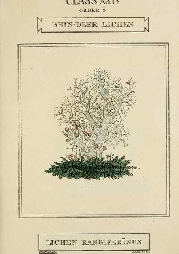 Reproducción/Reproduction 9900520296: Elements of the science of botany,. London,Printed by T. Bensley for J. Murray.1812.