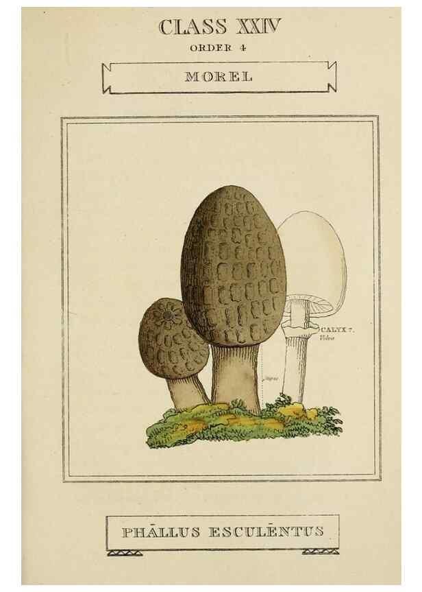 Reproducción/Reproduction 9900486625: Elements of the science of botany,. London,Printed by T. Bensley for J. Murray.1812.