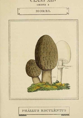 Reproducción/Reproduction 9900486625: Elements of the science of botany,. London,Printed by T. Bensley for J. Murray.1812.
