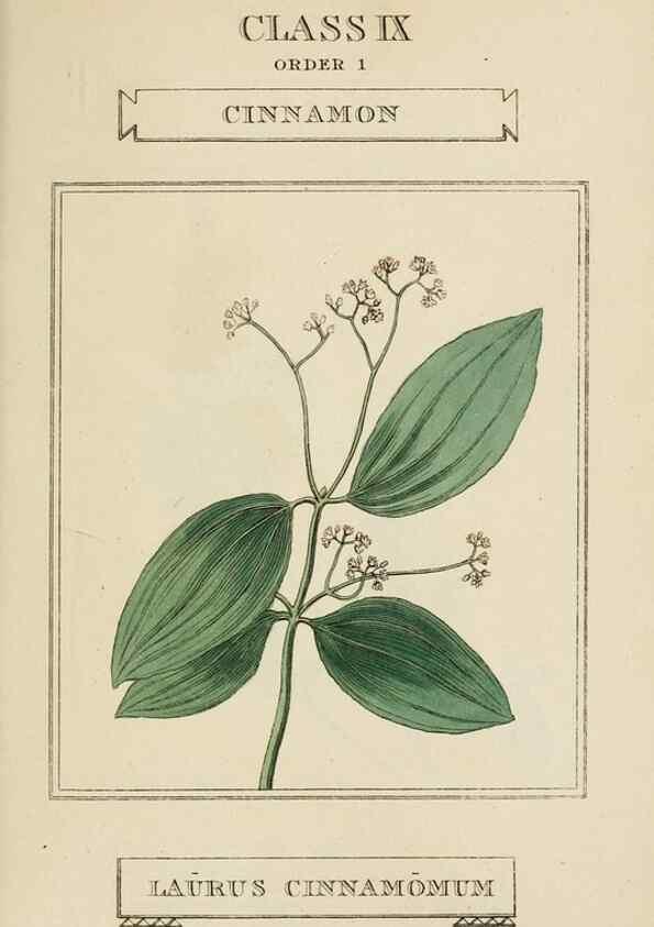 Reproducción/Reproduction 9901344313: Elements of the science of botany,. London,Printed by T. Bensley for J. Murray.1812.