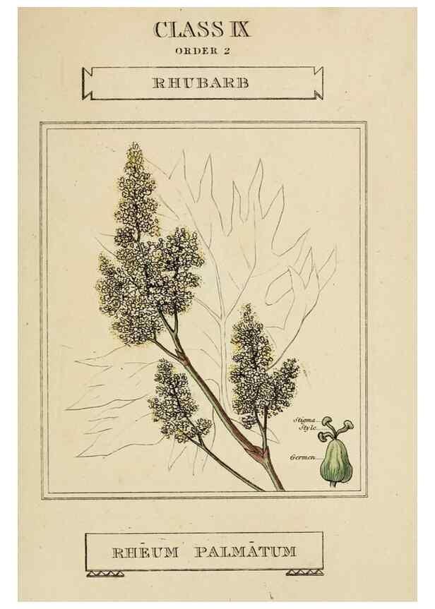 Reproducción/Reproduction 9901203125: Elements of the science of botany,. London,Printed by T. Bensley for J. Murray.1812.