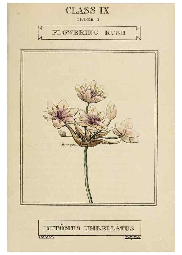 Reproducción/Reproduction 9901262324: Elements of the science of botany,. London,Printed by T. Bensley for J. Murray.1812.