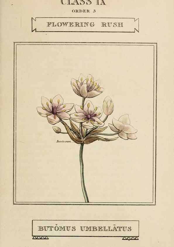 Reproducción/Reproduction 9901262324: Elements of the science of botany,. London,Printed by T. Bensley for J. Murray.1812.