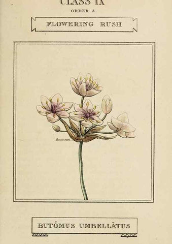 Reproducción/Reproduction 9901262324: Elements of the science of botany,. London,Printed by T. Bensley for J. Murray.1812.