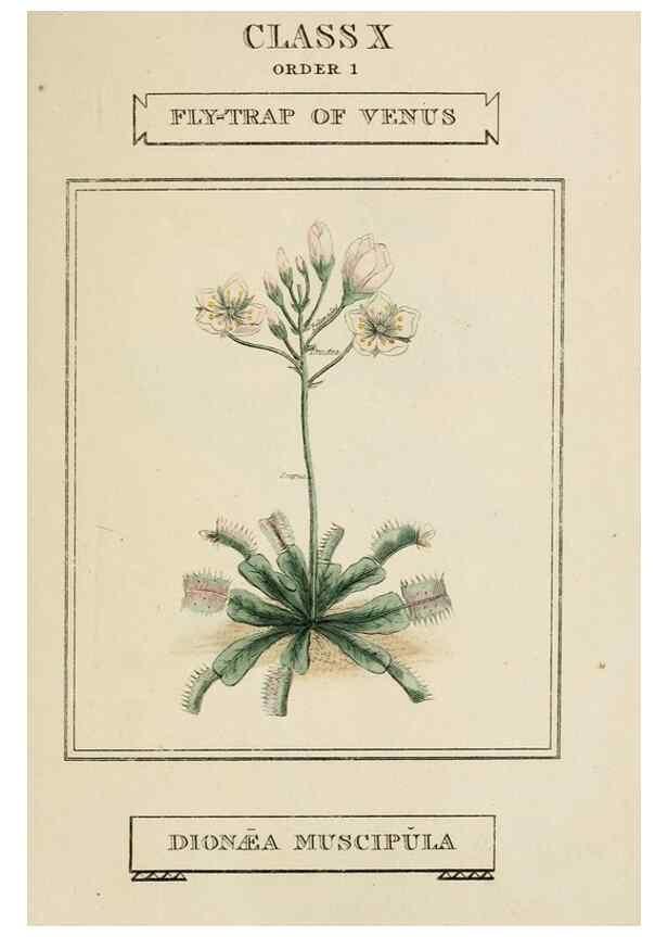Reproducción/Reproduction 9901357503: Elements of the science of botany,. London,Printed by T. Bensley for J. Murray.1812.