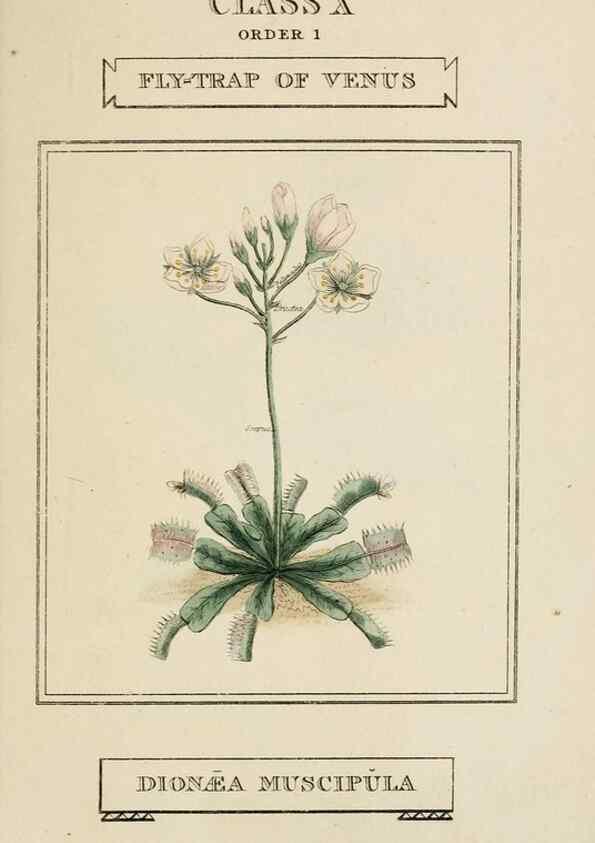Reproducción/Reproduction 9901357503: Elements of the science of botany,. London,Printed by T. Bensley for J. Murray.1812.