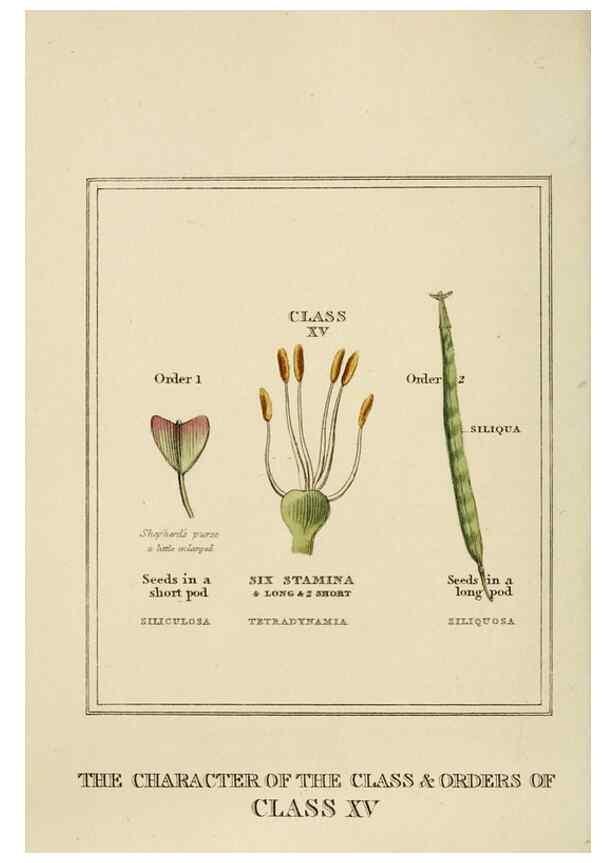 Reproducción/Reproduction 9901773904: Elements of the science of botany,. London,Printed by T. Bensley for J. Murray.1812.