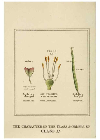 Reproducción/Reproduction 9901773904: Elements of the science of botany,. London,Printed by T. Bensley for J. Murray.1812.