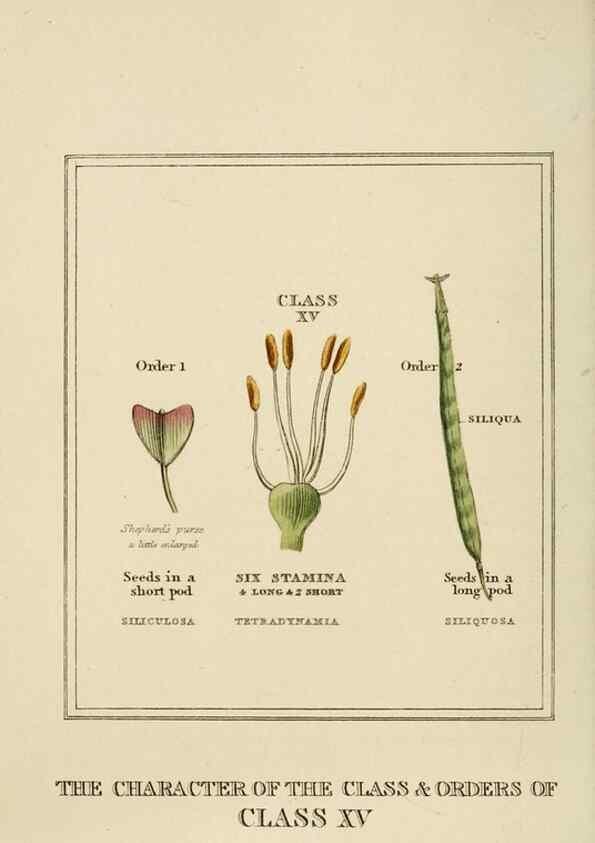 Reproducción/Reproduction 9901773904: Elements of the science of botany,. London,Printed by T. Bensley for J. Murray.1812.