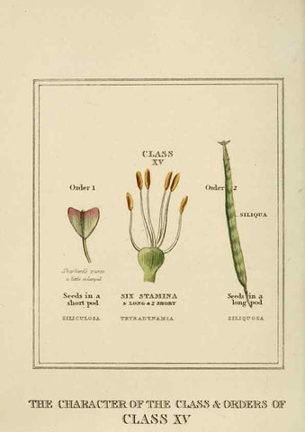 Reproducción/Reproduction 9901773904: Elements of the science of botany,. London,Printed by T. Bensley for J. Murray.1812.