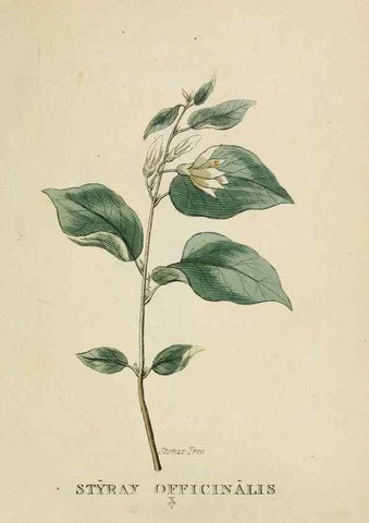 Reproducción/Reproduction 9901216355: Elements of the science of botany,. London,Printed by T. Bensley for J. Murray.1812.