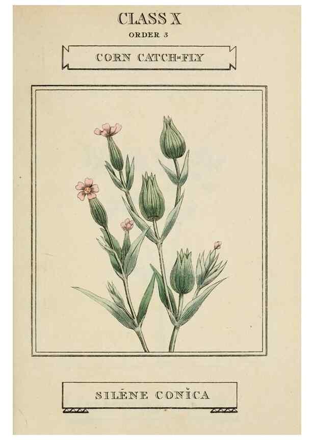 Reproducción/Reproduction 9901224865: Elements of the science of botany,. London,Printed by T. Bensley for J. Murray.1812.