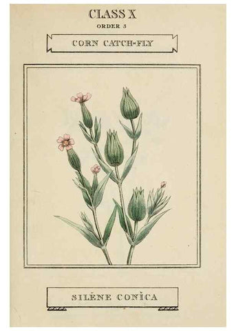 Reproducción/Reproduction 9901224865: Elements of the science of botany,. London,Printed by T. Bensley for J. Murray.1812.