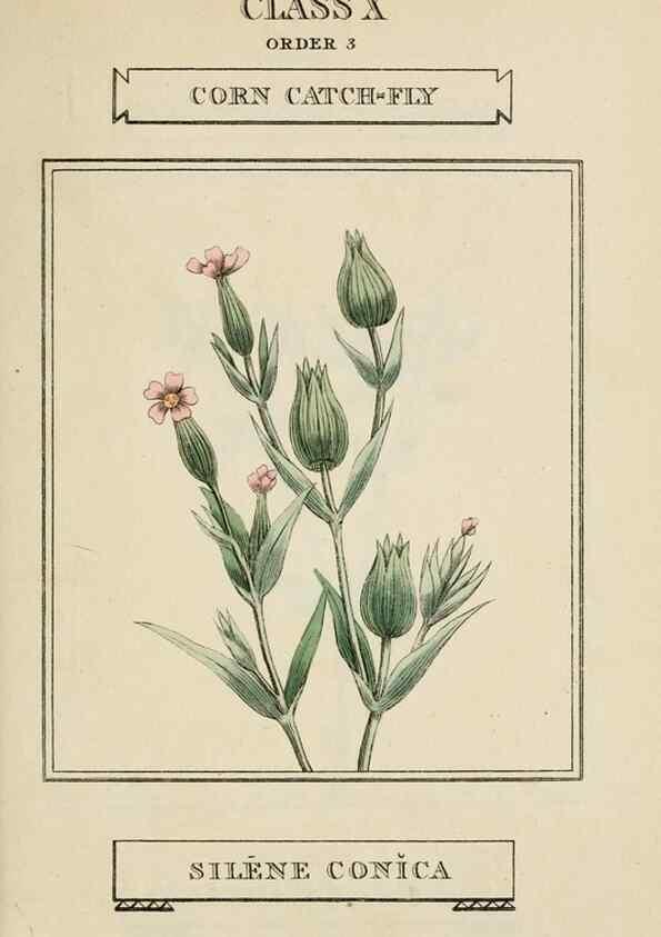 Reproducción/Reproduction 9901224865: Elements of the science of botany,. London,Printed by T. Bensley for J. Murray.1812.