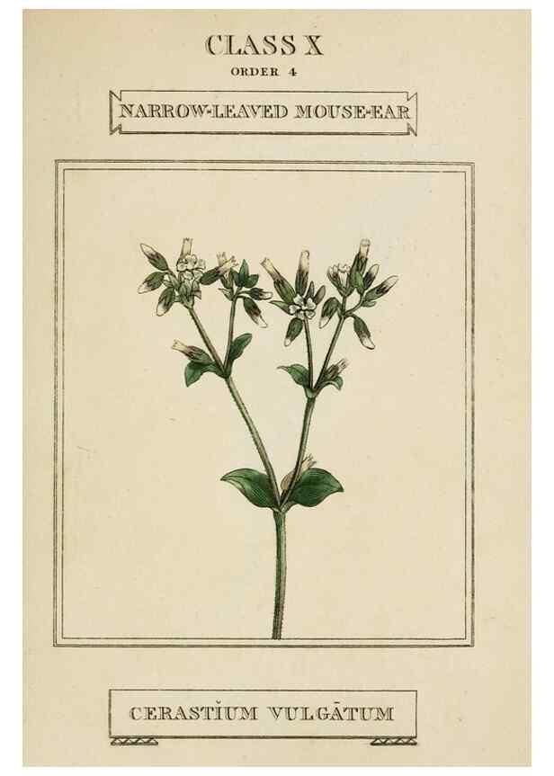 Reproducción/Reproduction 9901269136: Elements of the science of botany,. London,Printed by T. Bensley for J. Murray.1812.