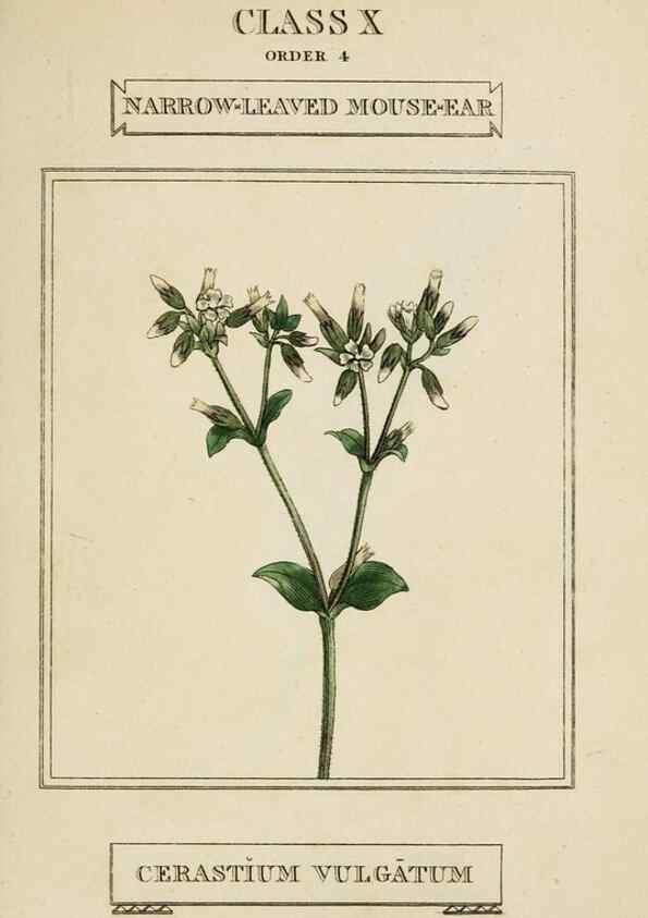 Reproducción/Reproduction 9901269136: Elements of the science of botany,. London,Printed by T. Bensley for J. Murray.1812.