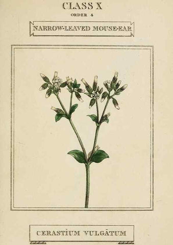 Reproducción/Reproduction 9901269136: Elements of the science of botany,. London,Printed by T. Bensley for J. Murray.1812.