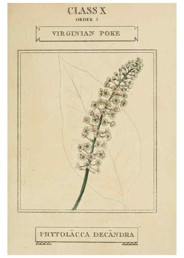 Reproducción/Reproduction 9901378263: Elements of the science of botany,. London,Printed by T. Bensley for J. Murray.1812.